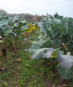 broccoli with clover cover crop